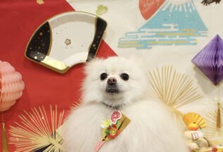 プードル・ポメラニアンのシャンプーカット