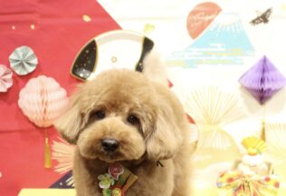 プードル・パピプーのシャンプーカット