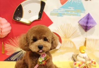 ポメプー・プードル・チワワのシャンプーカット