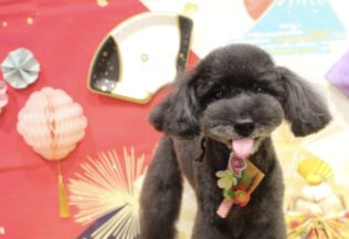 マルプー・プードル・キャバリアのシャンプーカット