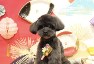 プードル・ビションプー・ポメプーのシャンプーカット