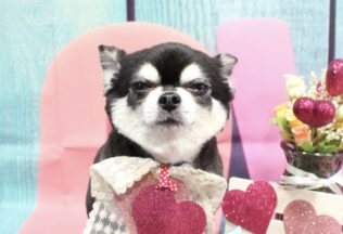 チワワ・マルプーのシャンプーカット