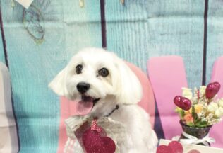 チワワ・プードル・マルシュナのシャンプーカット