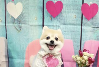 チワワ・プードル・ポメラニアン・パピヨンのシャンプーカット