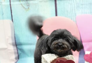 プードル・パピプー・チワワのシャンプーカット