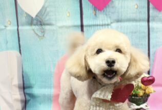 プードル・マルプーのシャンプーカット