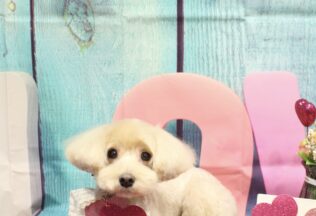 ダックス・チワワ・マルプー・マルチーズのシャンプーカット