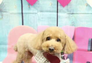 プードル・ウエスティのシャンプーカット