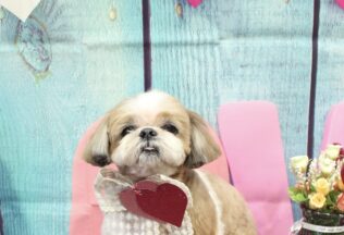 プードル・シーズーのシャンプーカット