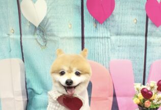 チワヨーキー・ポメラニアン・チワワのシャンプーカット