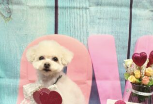 チワワ・プードル・ダックス・シュナプーのシャンプーカット