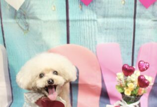 チワワ・プードルのシャンプーカット