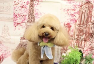 ビションプー・プードル・チワックスのシャンプーカット