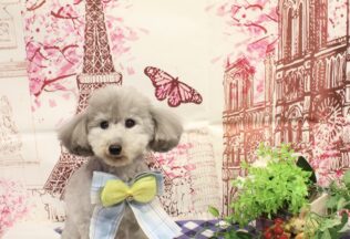 ダックス・プードル・シーズーのシャンプーカット