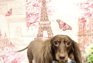 マルシュナ・ジャックラッセルテリア・ダックスのシャンプーカット