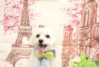 ビションプー・チワパピ・チワポメ・マルプー・チワプーのシャンプーカット