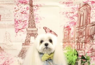 マルチーズ・チワワ・プードルのシャンプーカット