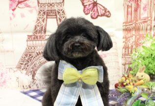 パピプー・プードル・チワワのシャンプーカット