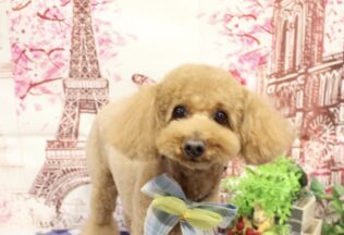 プードルのシャンプーカット