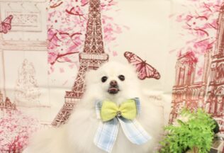 パピヨン・ポメラニアン・プードル・ビションのシャンプーカット