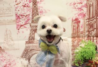 マルチワ・ポメプーのシャンプーカット