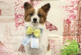 トイプードル・チワパピ・チワワのシャンプーカット