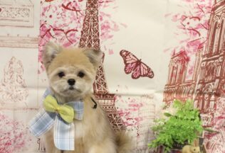 プードル・ポメマルのシャンプーカット