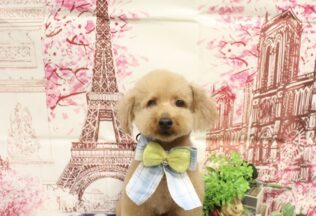 プードル・ダックス・シーズーのシャンプーカット