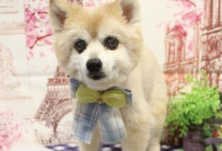 チワヨーキー・MIX・マルプーのシャンプーカット