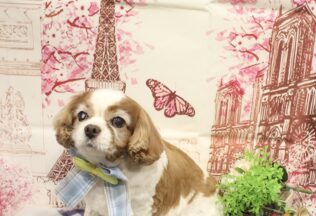 キャバリア・プードルのシャンプーカット