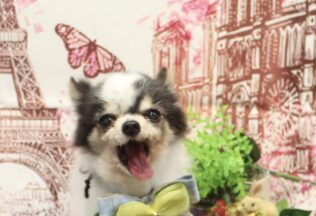 プードル・チワワのシャンプーカット