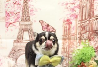 シーズー・チワパピ・プードル・チワワのシャンプーカット