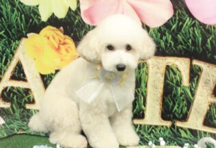 プードル・ヨークシャーテリアのシャンプーカット