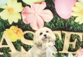 ダックス・マルプーのシャンプーカット