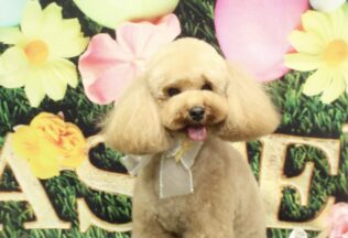 マルシュナ・ビションプー・チワワのシャンプーカット