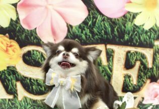 チワワ・プードル・ダックスのシャンプーカット