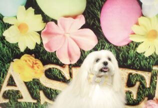 ポメラニアン・マルチーズ・マルプーのシャンプーカット