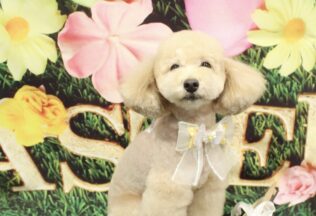 チワワ・プードルのシャンプーカット