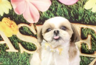 シーズー・プードル・チワワのシャンプーカット