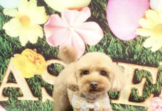 プードル・ポメラニアンのシャンプーカット