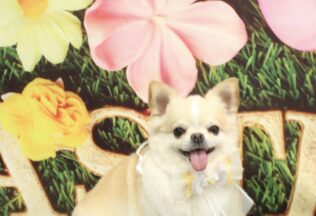 チワワ・ダックス・プードルのシャンプーカット