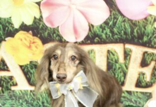 パピプー・チワプー・マルプー・キャバリア・ダックスのシャンプーカット