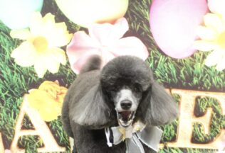 プードル・チワパピ・ミニチュアピンシャーのシャンプーカット