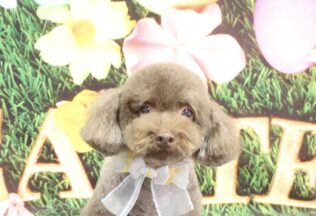 プードル・シーズー・ポメラニアンのシャンプーカット