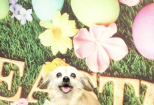 マルチーズ・チワックス・プードルのシャンプーカット