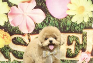 ポメプー・プードル・ビションプーのシャンプーカット