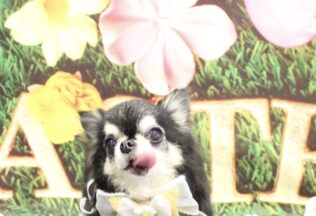 プードル・チワワのシャンプーカット