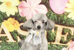 プードル・シーズー・パピヨンのシャンプーカット