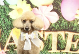 プードル・マルプー・ビションプーのシャンプーカット