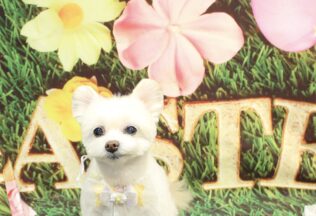 プードル・ミニチュアピンシャー・チワワ・ポメラニアン・ポメプーのシャンプーカット